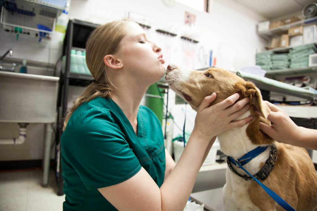 dog-vet.jpg