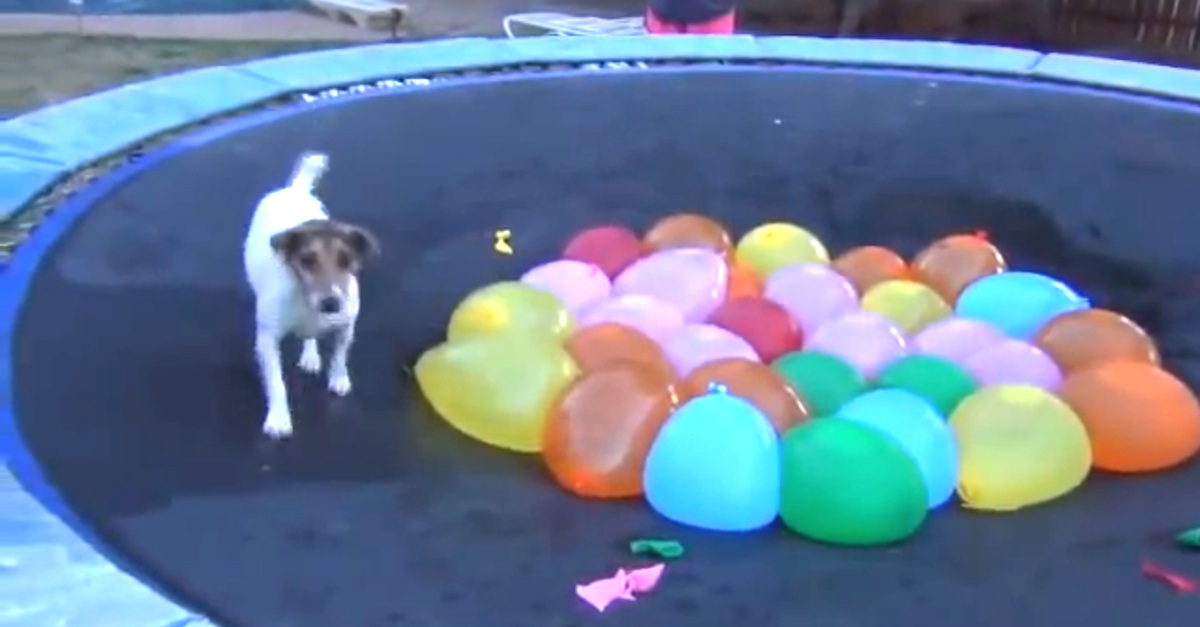 dog water balloons