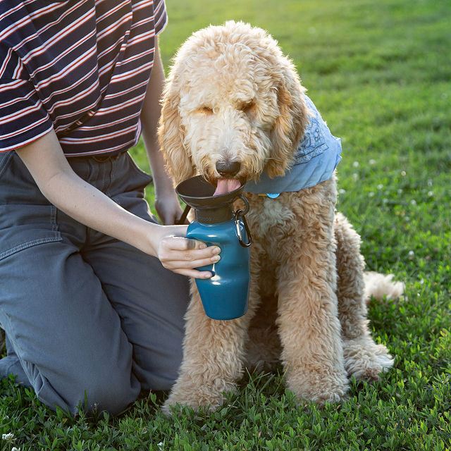 dog-water-bottle.jpg