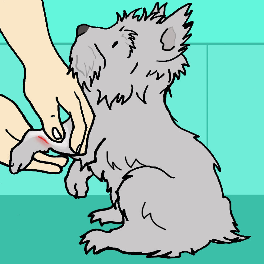 dog-wound-cut-coconut-oil.jpg