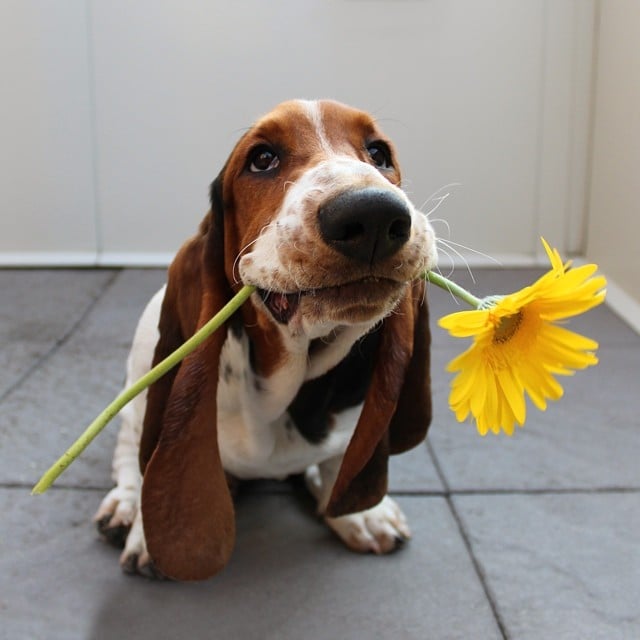 dog12-1.jpg dog12-1.jpg