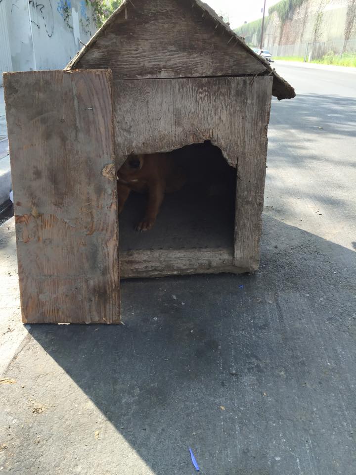 dog12-2.jpg