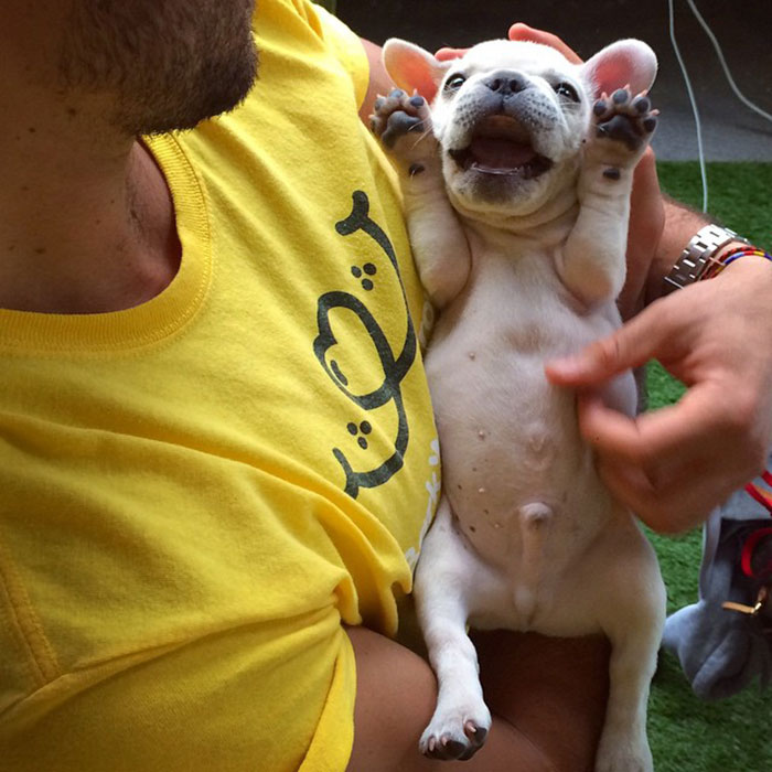 dog32.jpg