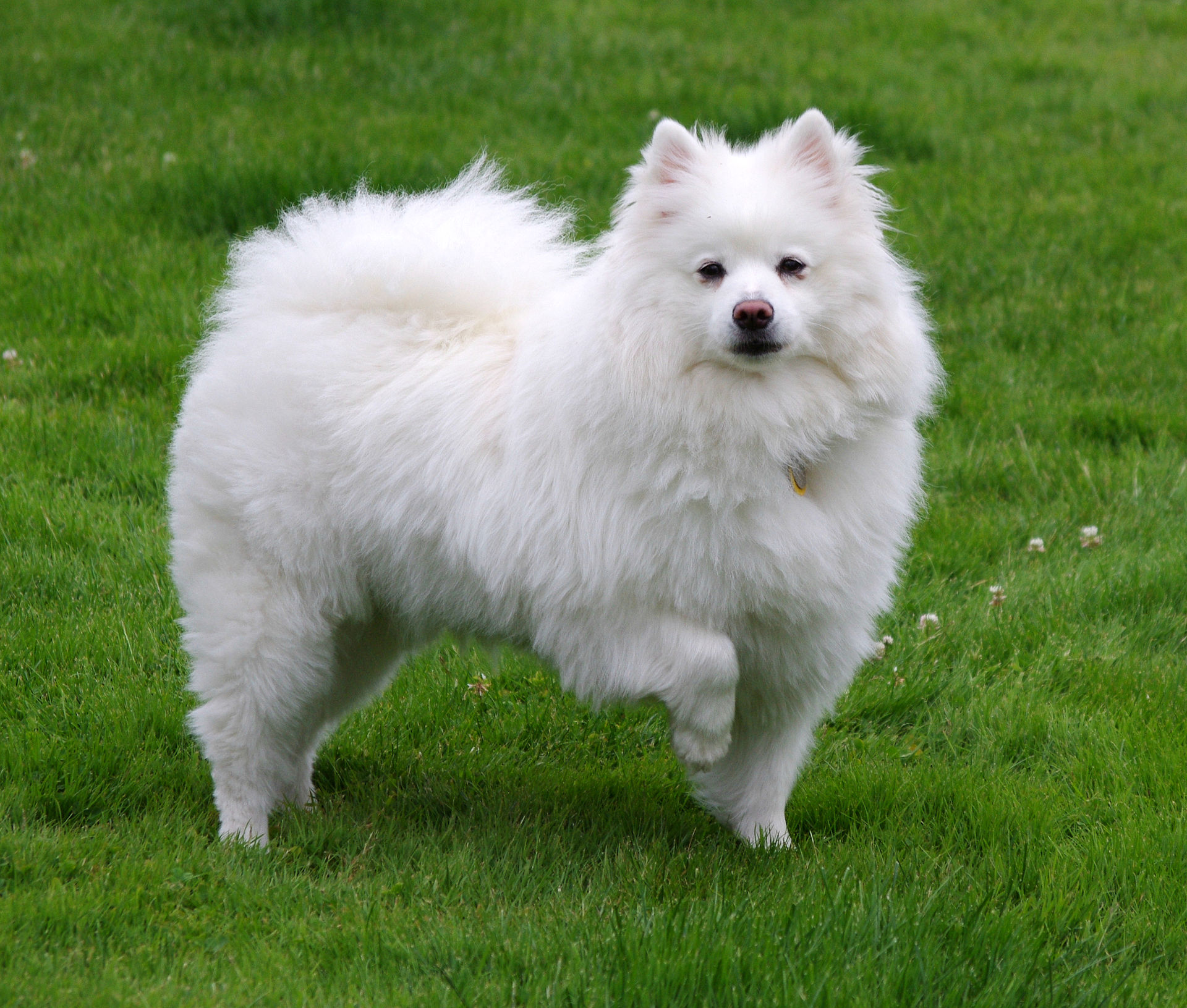 dog43.jpg