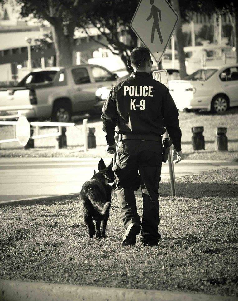 dog6-2.jpg