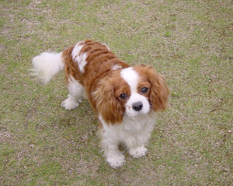 dog8.5.jpg