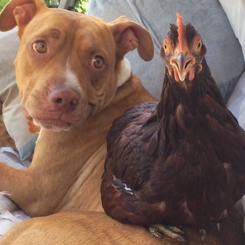 dogchicken.jpg