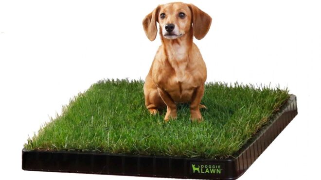 doggielawn (1)