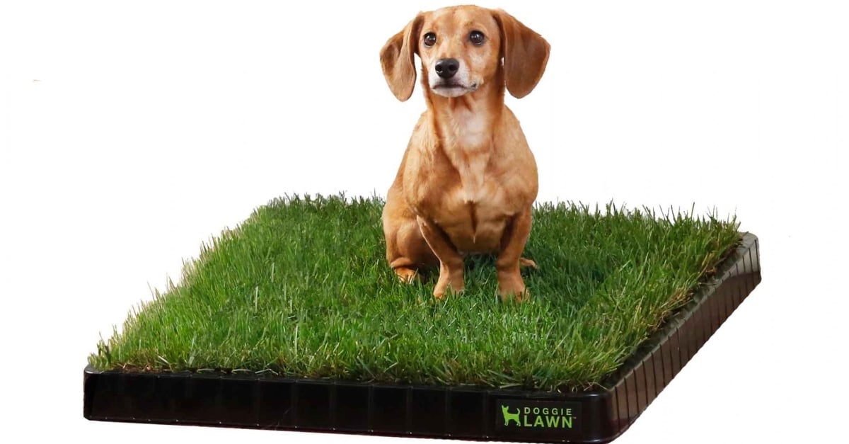 doggielawn (1)
