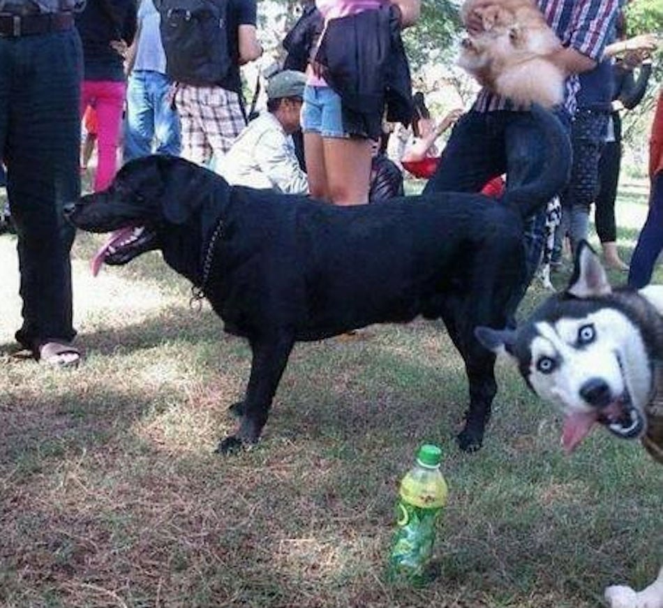 doggoss.jpg