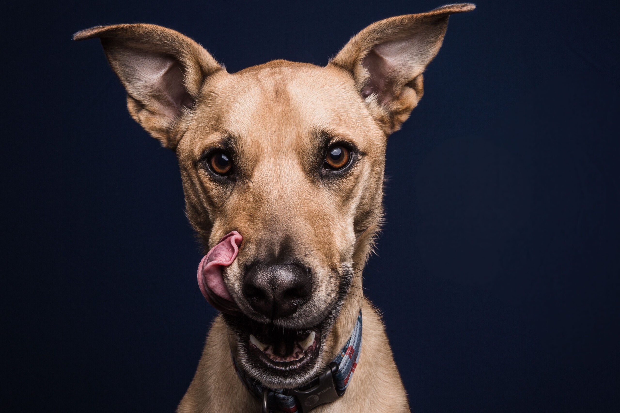 dogpb_1.jpg dogpb_1.jpg