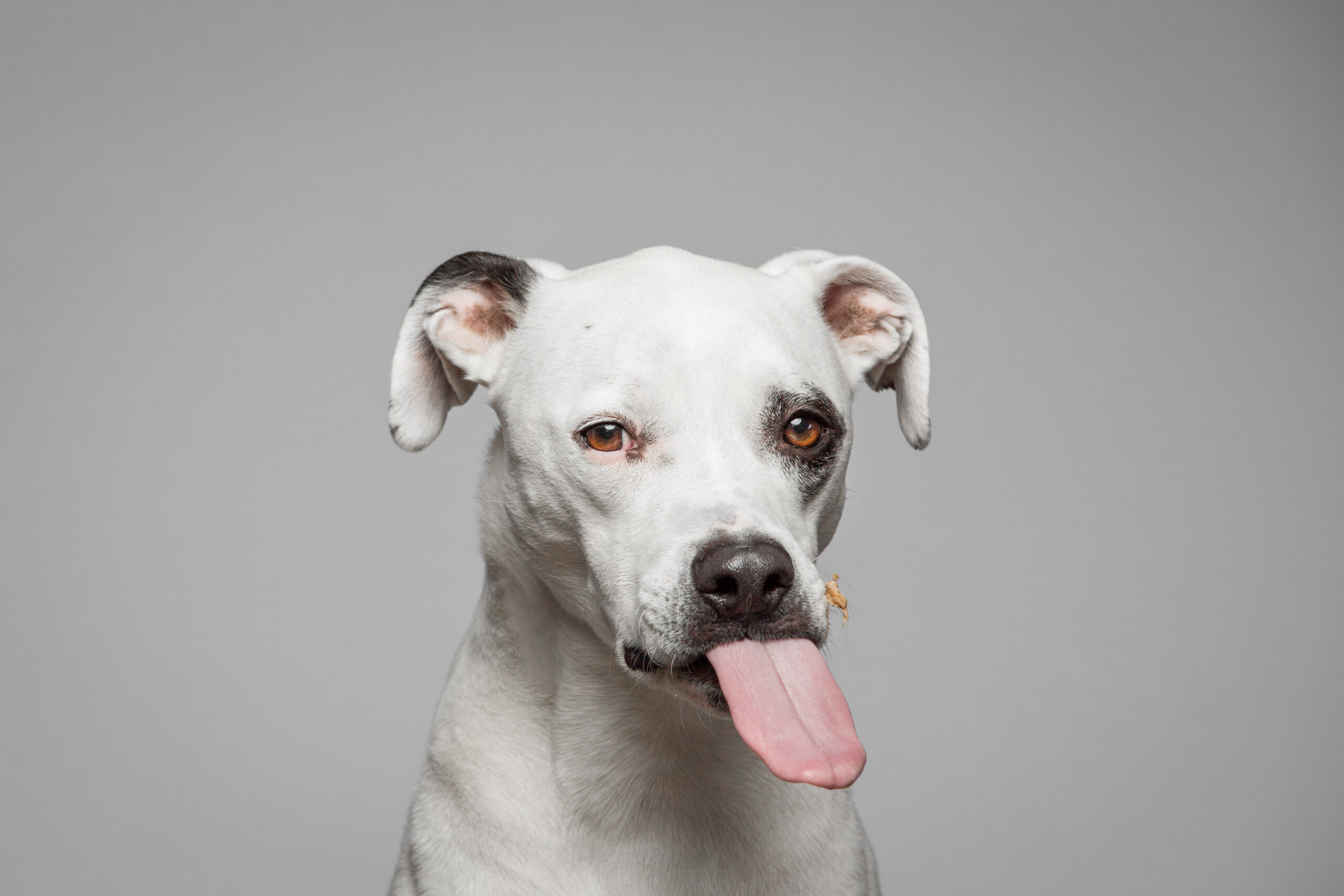 dogpb_10.jpg