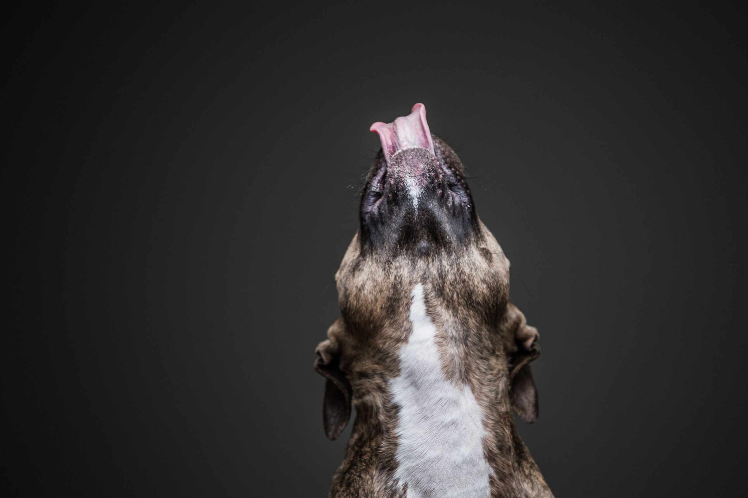 dogpb_2.jpg