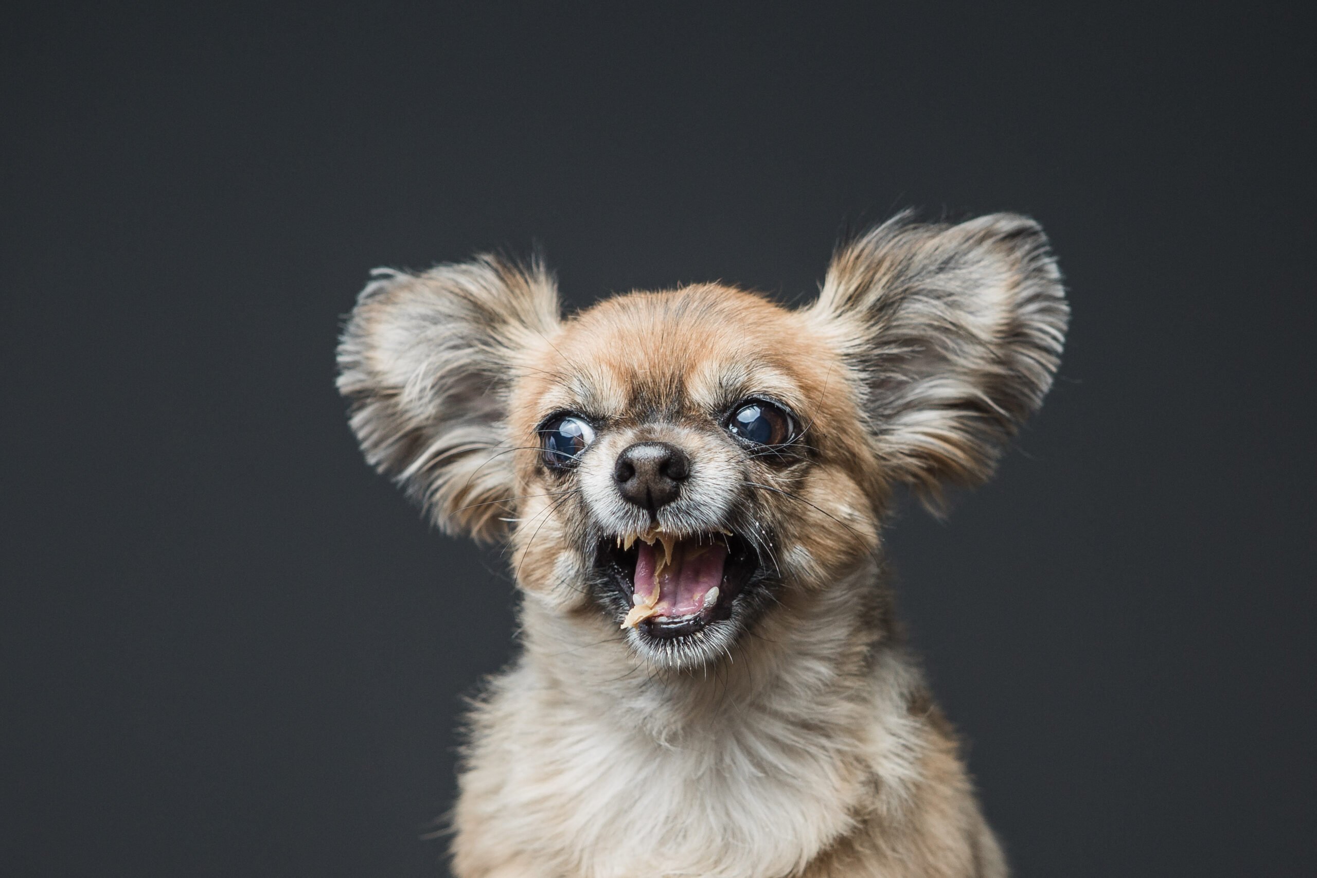dogpb_5.jpg