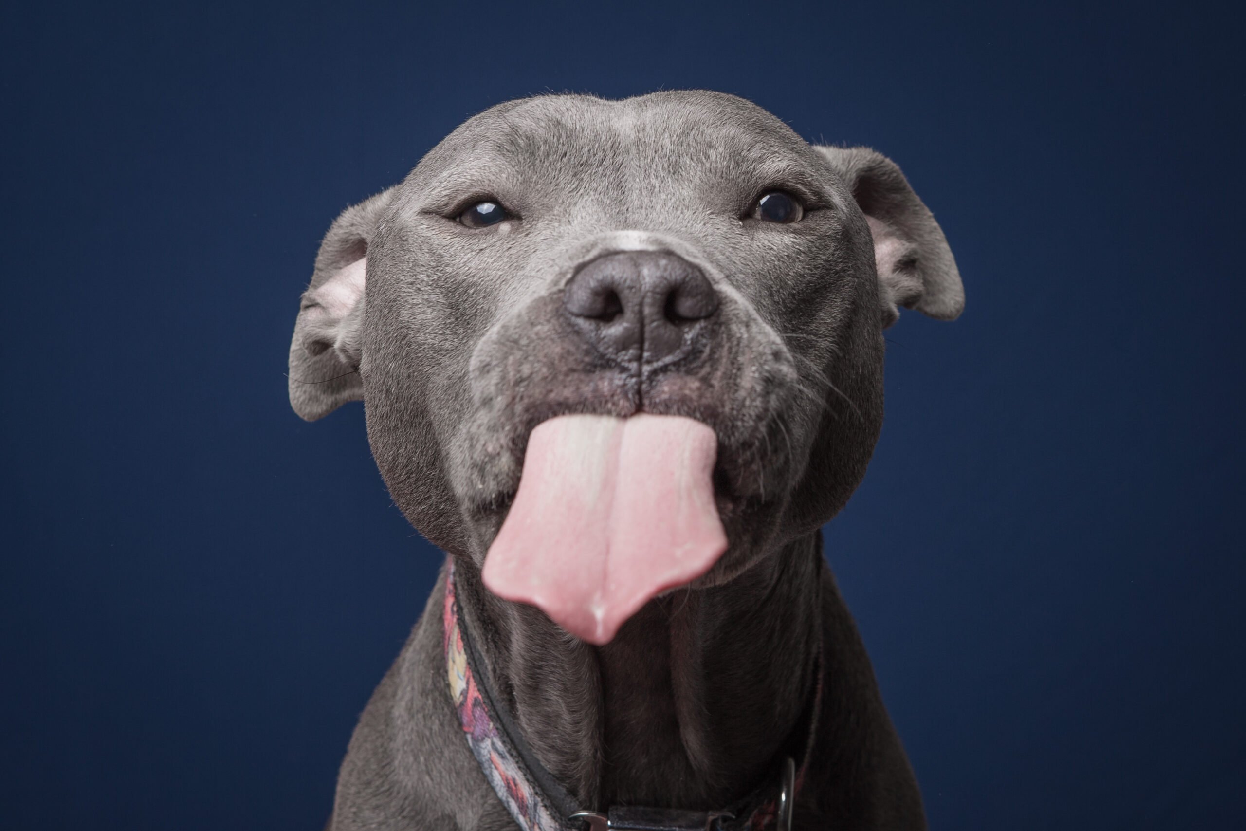 dogpb_7.jpg