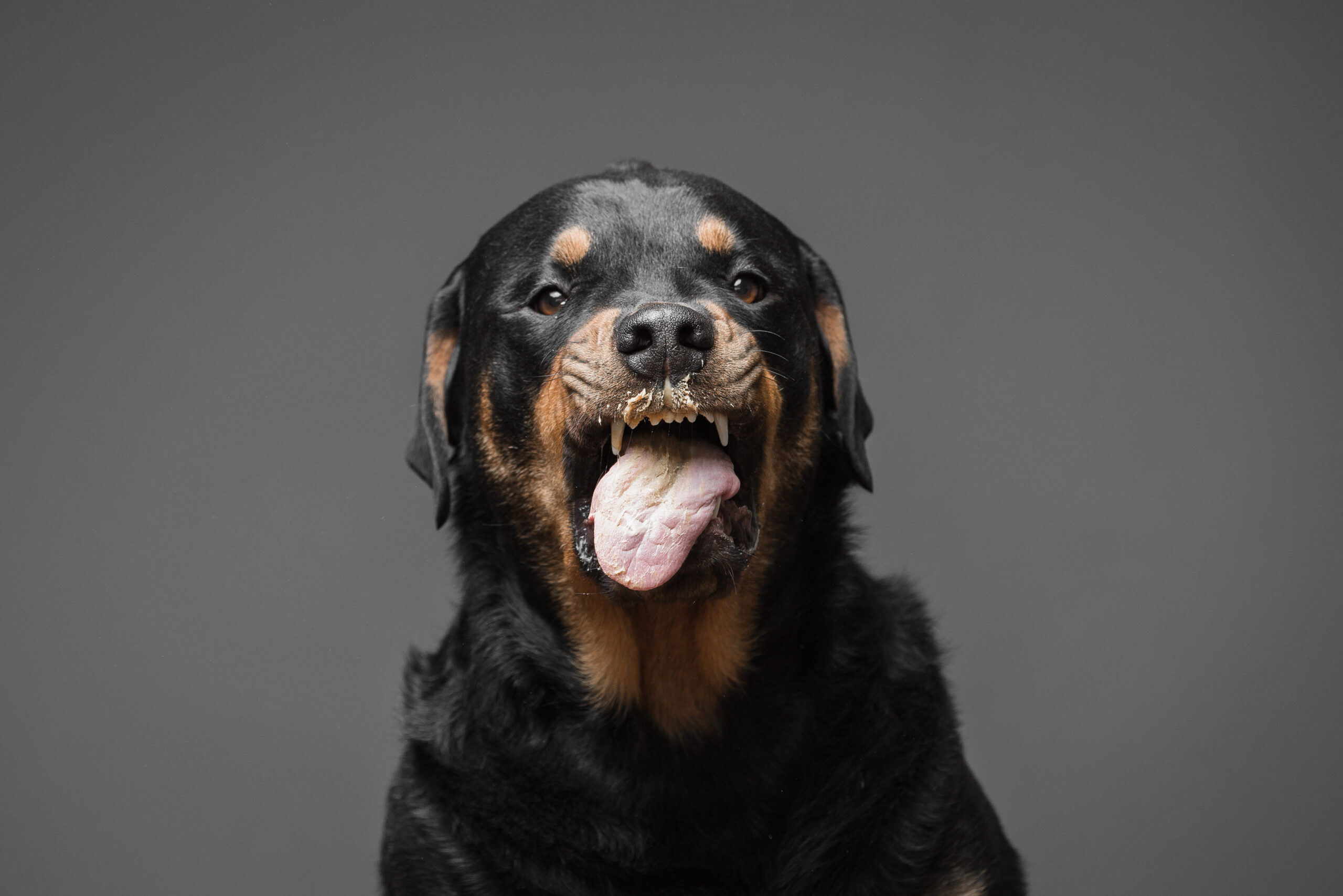 dogpb_8.jpg