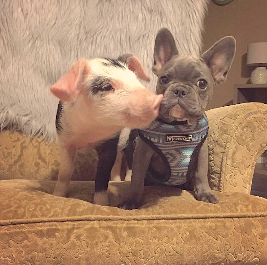 dogpig.jpg