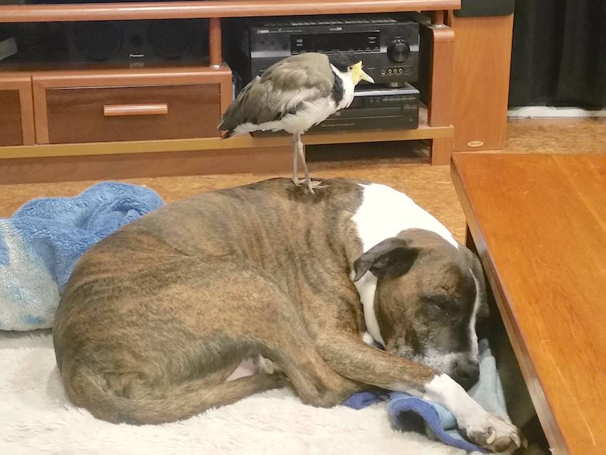 dogplover.jpg