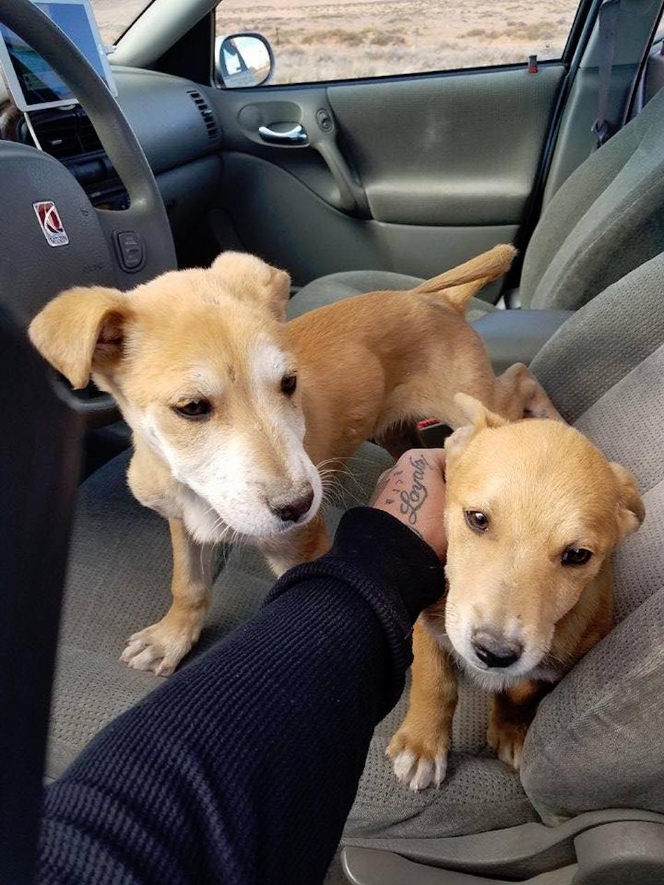 dogs-1.jpg dogs-1.jpg