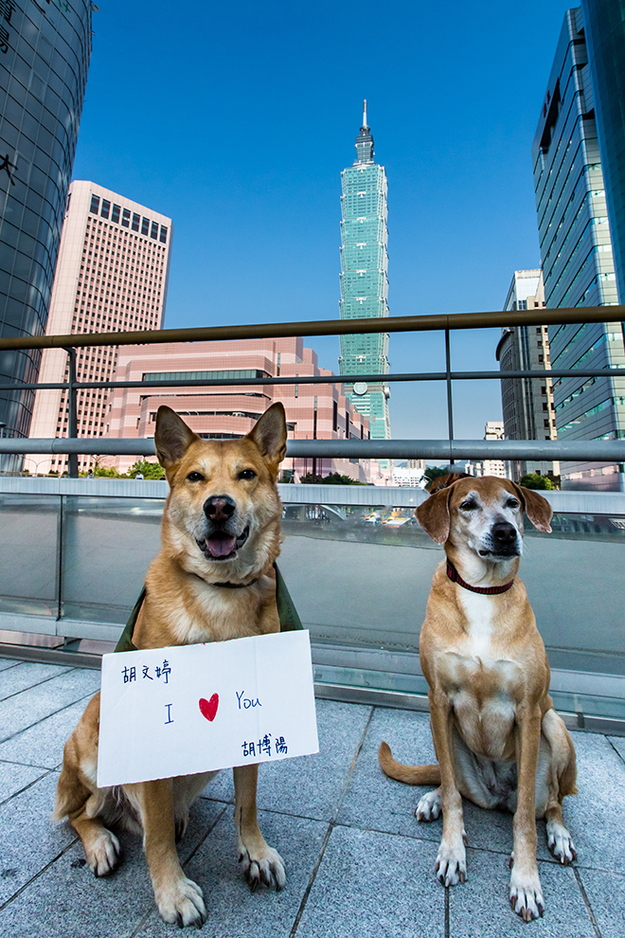 dogs-10.jpg