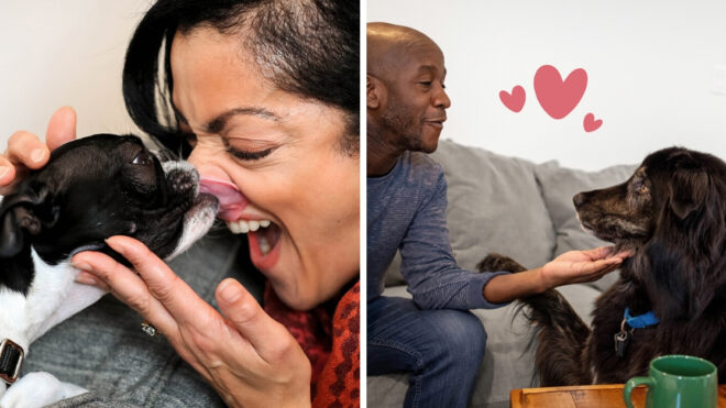 dogs-and-their-owners