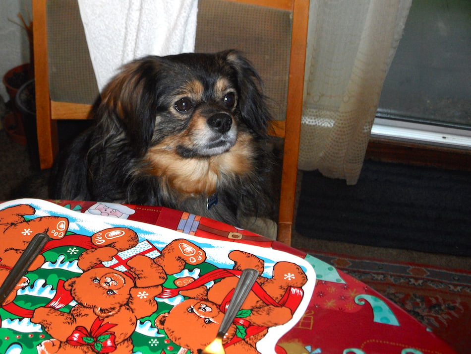 dogs-arent-people.jpg