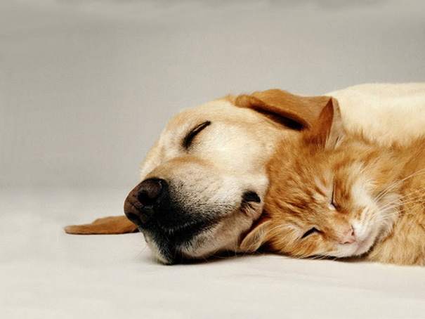 dogs-cats-napping-0.jpg