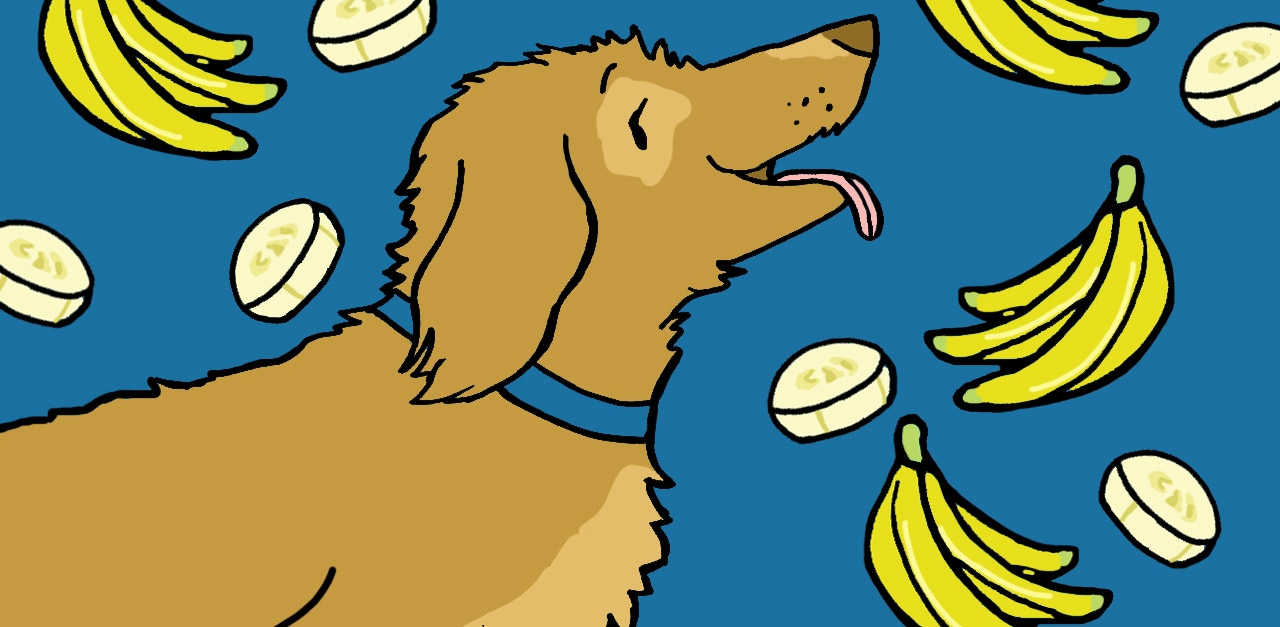 Dog Bananas 1280