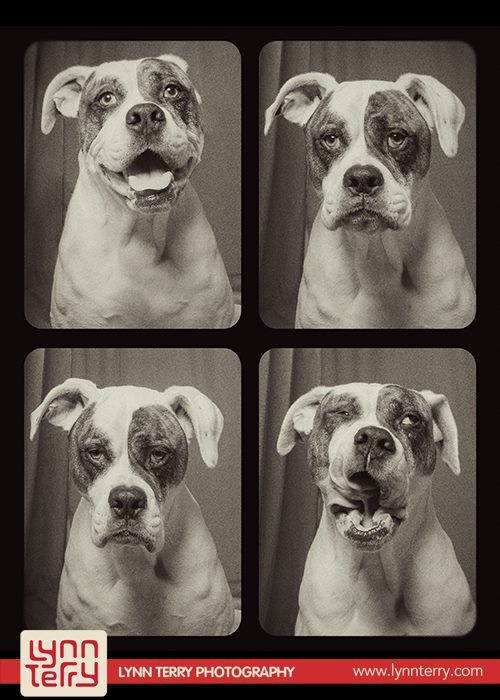 dogs-in-photo-booths-by-lynn-terry-1-1.jpg