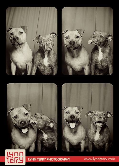 dogs-in-photo-booths-by-lynn-terry-11.jpg