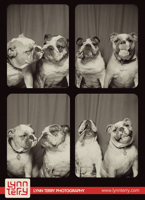 dogs-in-photo-booths-by-lynn-terry-3.jpg