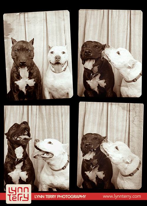 dogs-in-photo-booths-by-lynn-terry-4.jpg