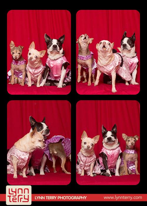 dogs-in-photo-booths-by-lynn-terry-5.jpg