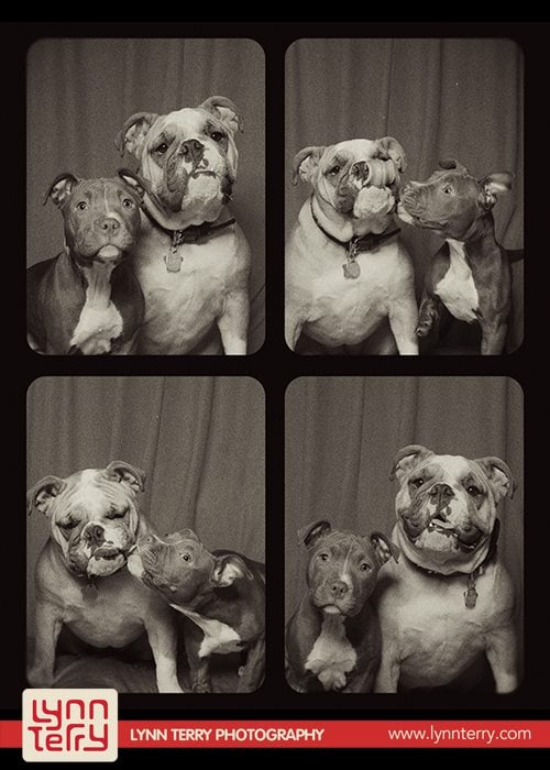 dogs-in-photo-booths-by-lynn-terry-6.jpg dogs-in-photo-booths-by-lynn-terry-6.jpg