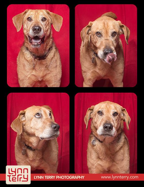 dogs-in-photo-booths-by-lynn-terry-8.jpg