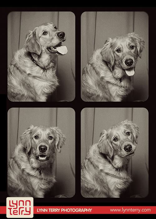 dogs-in-photo-booths-by-lynn-terry-9.jpg