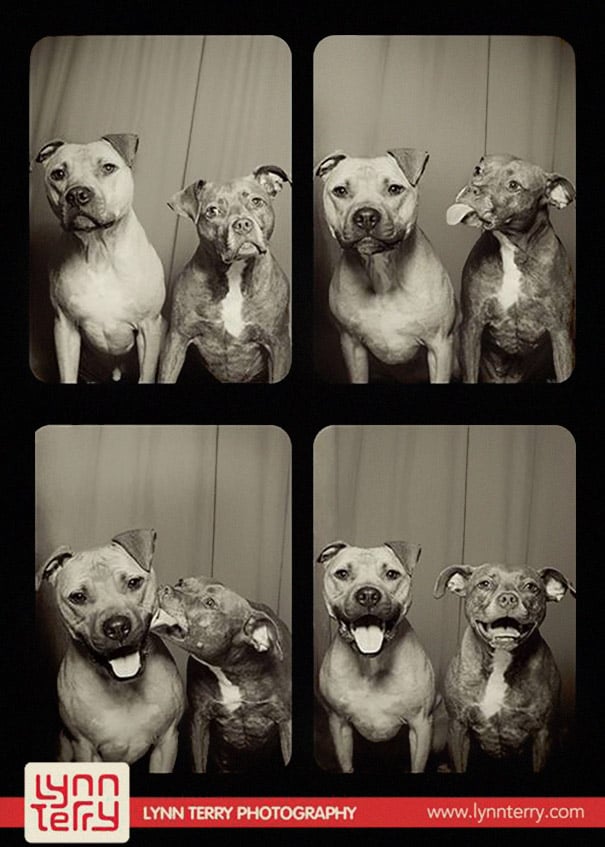 dogs-photo-booth-1.jpg dogs-photo-booth-1.jpg