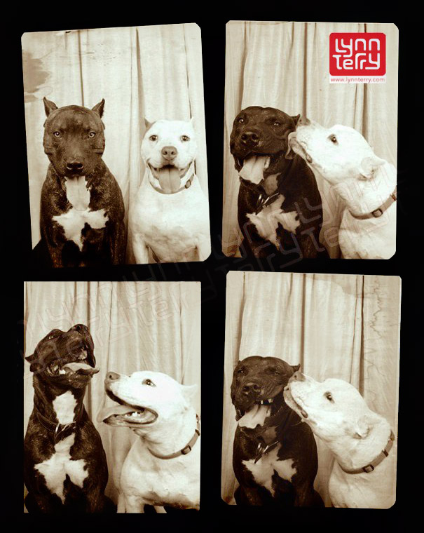 dogs-photo-booth-2.jpg