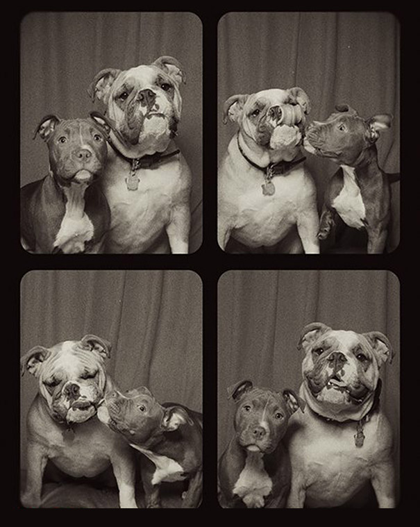 dogs-photo-booth-3.jpg