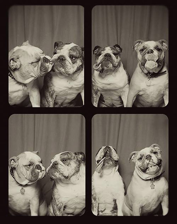dogs-photo-booth-4.jpg