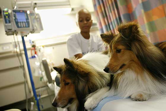 dogs_in_hospital.jpg