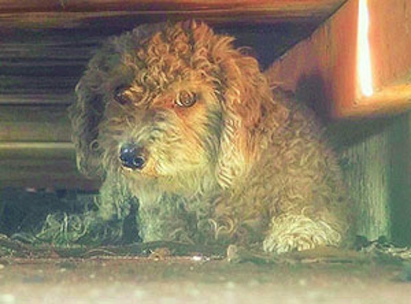dogsinjunkyard.jpg