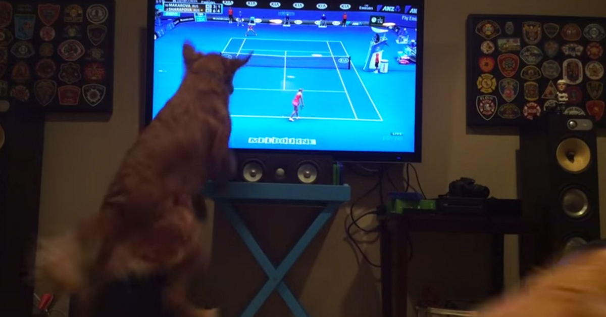 dogtennis