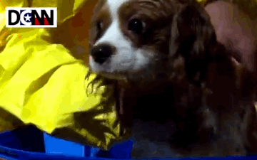 dogwash.gif
