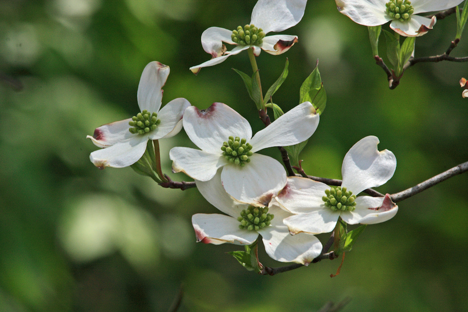 dogwood-blue-dye.jpg