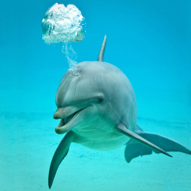 dolphin-bubbles_1890821i.jpg