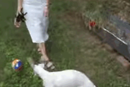 dom22.gif