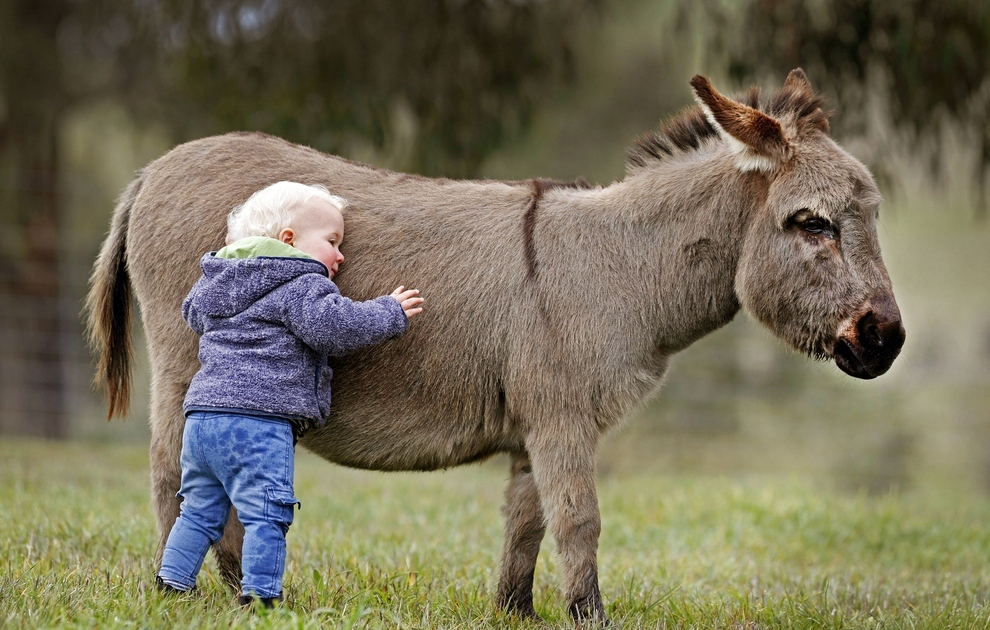 donkey-1.jpg