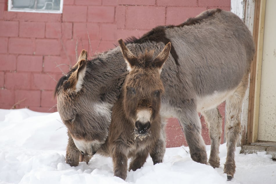 donkeys.jpg donkeys.jpg