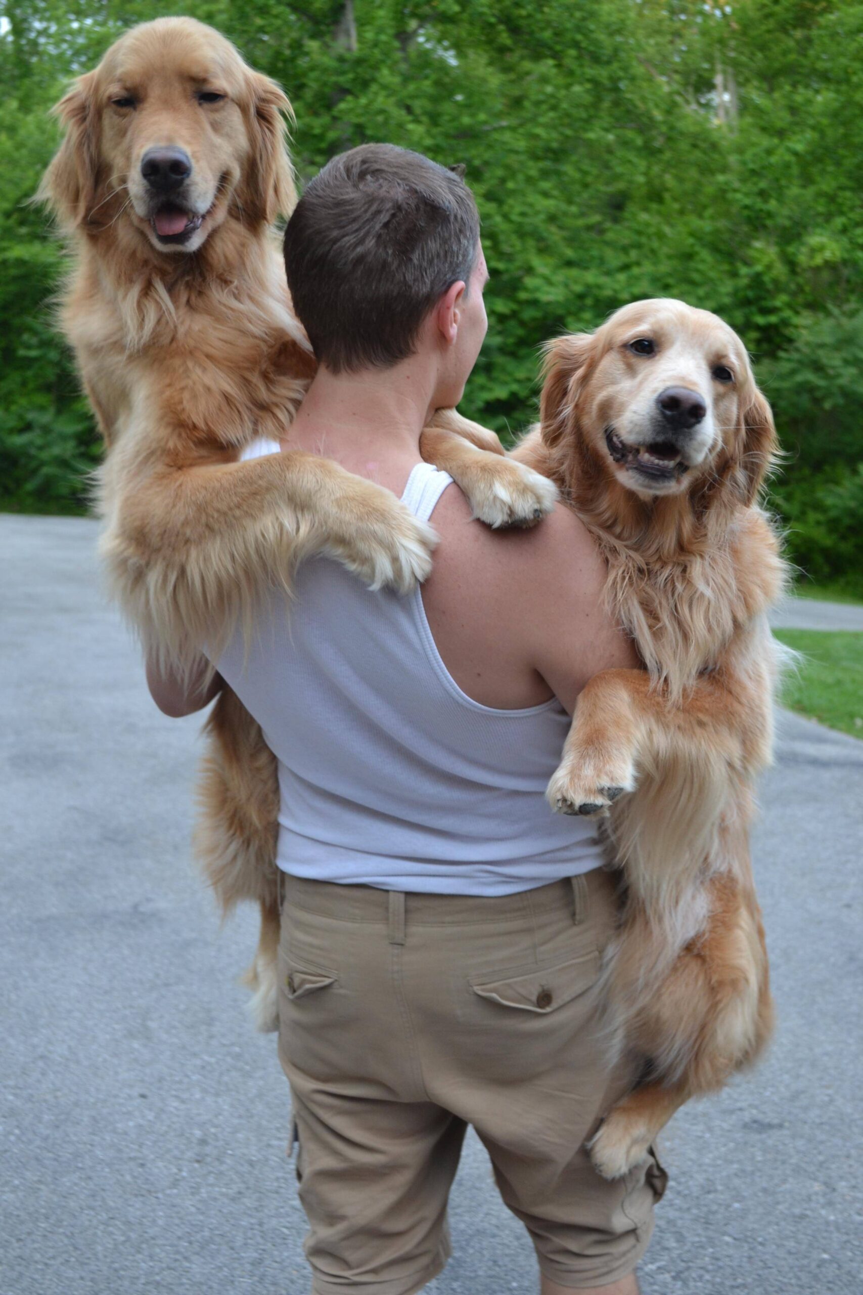 double-golden-retrievers.jpg